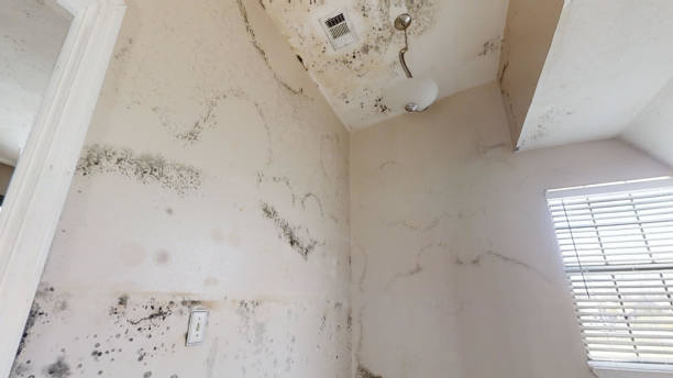 Best Attic Mold Removal  in Pensacola, FL