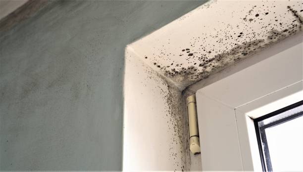 Best Mold-Related Health Consultation  in Pensacola, FL