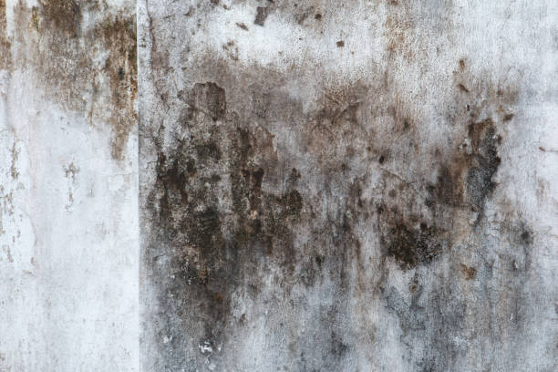 Best Asbestos and Lead Testing During Mold Inspection  in Pensacola, FL