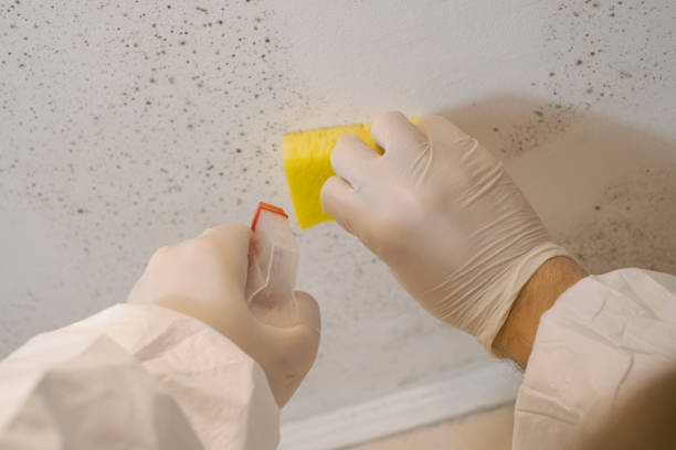 Best Crawl Space Mold Remediation  in Pensacola, FL