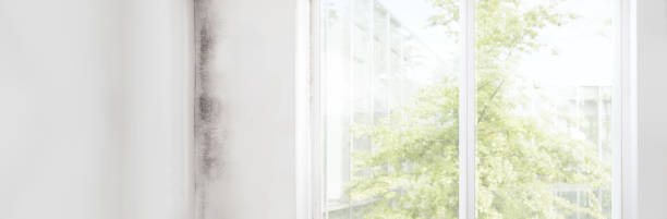 Environmental Consulting for Mold Prevention in Pensacola, FL