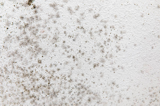 Best Emergency Mold Remediation  in Pensacola, FL