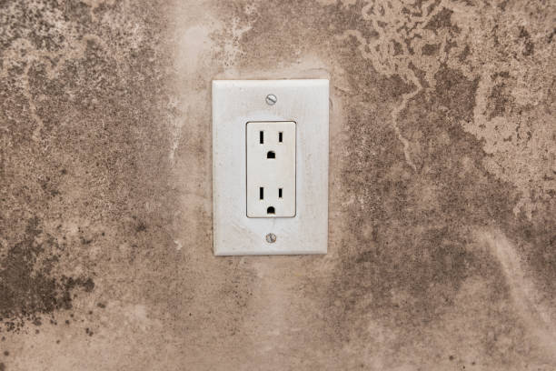 Best Basement Mold Removal  in Pensacola, FL