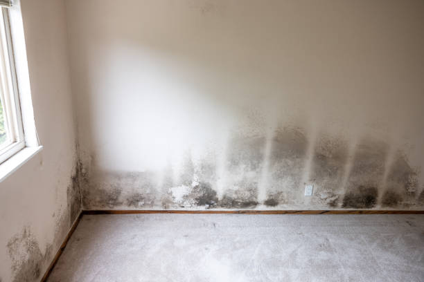 Best Mold Odor Removal Services  in Pensacola, FL